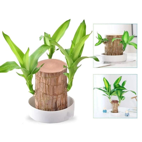 Glücksbringende Brasilianische Holzpflanze