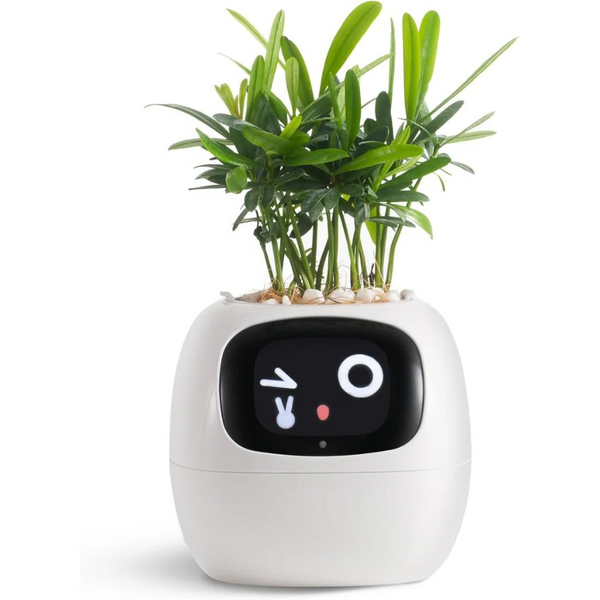 Intelligenter Blumentopf Ivy - Innovative Pflanzenpflege