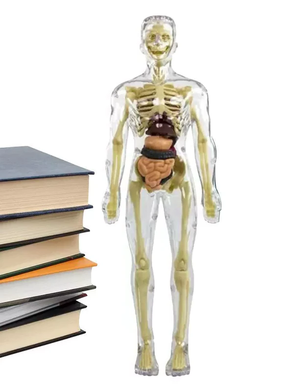 Detailliertes 3D-Modell des menschlichen Torsos für Kinder | Anatomisches Skelettmodell